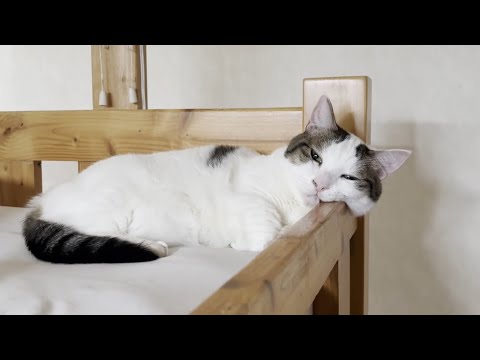 お母さんが見かけた豆大福のぐうたらな一日(YouTube)