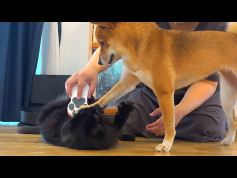 黒猫の体に異変⁉︎急遽病院へ行くと柴犬は優しく鳴きました。(YouTube)