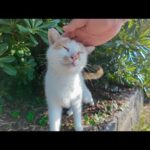 植込みの下で寝てた猫ちゃん、なでてほしくて出てきたのが可愛すぎる(YouTube)