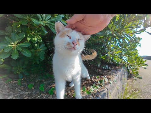 植込みの下で寝てた猫ちゃん、なでてほしくて出てきたのが可愛すぎる(YouTube)
