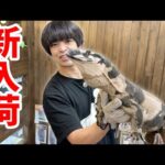 爬虫類ショップのバックヤードから来た子達がヤバすぎて…言葉を失った(YouTube)