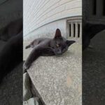 路地裏で黒猫がお腹丸出しでお昼寝していた #猫 #ねこ #cat(YouTube)