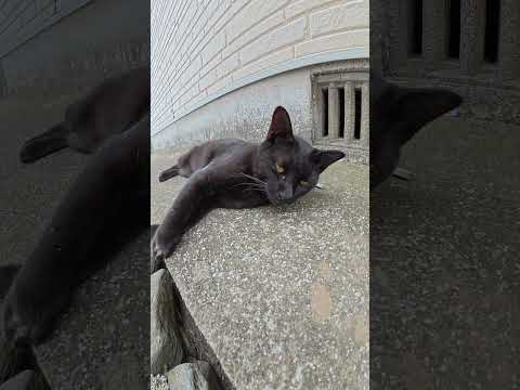 路地裏で黒猫がお腹丸出しでお昼寝していた #猫 #ねこ #cat(YouTube)