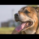 【骨肉腫と戦う保護犬】リンちゃん2回目抗癌治療(YouTube)