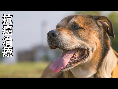 【骨肉腫と戦う保護犬】リンちゃん2回目抗癌治療(YouTube)