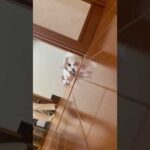 目の前にオヤジが寝転がってますが、僕の方が最初に寝転がってました(YouTube)