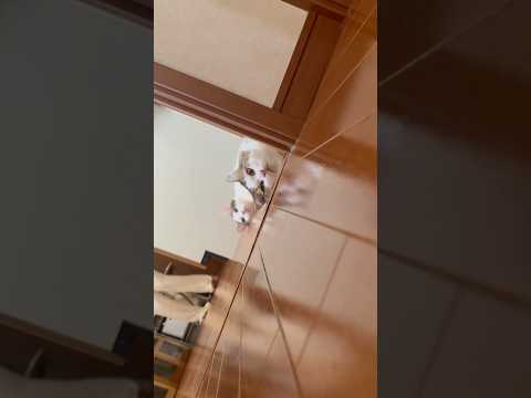 目の前にオヤジが寝転がってますが、僕の方が最初に寝転がってました(YouTube)