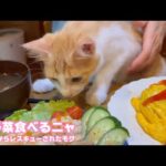 お野菜食べていいニャ？  ダメです！  泥の中からレスキューされたモグ  巣立ちまで6日   2025 09 21 1(YouTube)