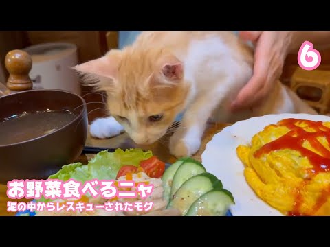 お野菜食べていいニャ？  ダメです！  泥の中からレスキューされたモグ  巣立ちまで6日   2025 09 21 1(YouTube)