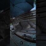 トトロ猫に傘を貸してあげた #猫 #cat #ねこ(YouTube)