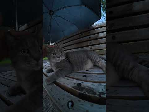 トトロ猫に傘を貸してあげた #猫 #cat #ねこ(YouTube)