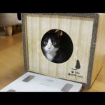 本当は入りたかったけどライブ配信では我慢していた猫(YouTube)