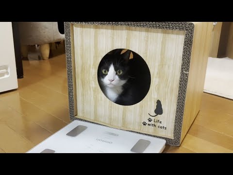 本当は入りたかったけどライブ配信では我慢していた猫(YouTube)
