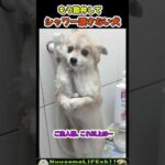 全力でシャワーを拒否する犬😂【犬】 #犬 #dog(YouTube)