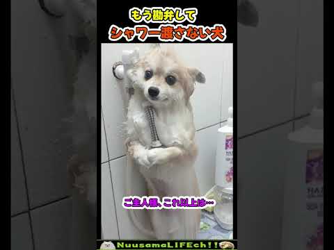 全力でシャワーを拒否する犬😂【犬】 #犬 #dog(YouTube)