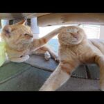 猫ちゃん達がベンチの下に集合して暑さをしのぐ(YouTube)