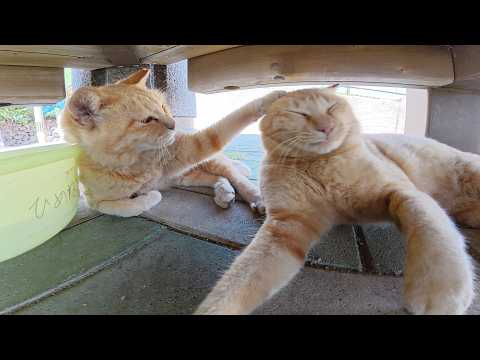 猫ちゃん達がベンチの下に集合して暑さをしのぐ(YouTube)