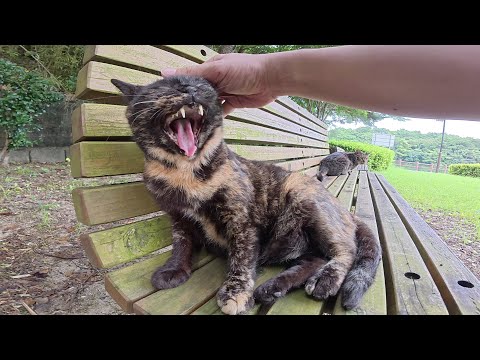 ベンチでキジトラ猫をモフっていたらサビ猫も隣に座ってきた(YouTube)