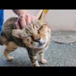 3本足の猫ちゃん、足が届かない首の右後ろを掻いてやると喜ぶ(YouTube)