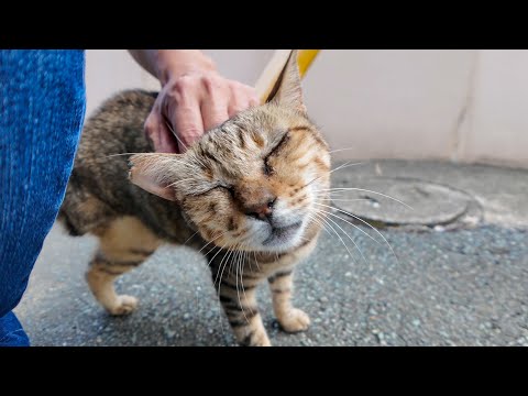 3本足の猫ちゃん、足が届かない首の右後ろを掻いてやると喜ぶ(YouTube)