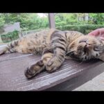 テーブルで寝ていた猫ちゃん、人間の存在に気付くとますます無防備になる(YouTube)