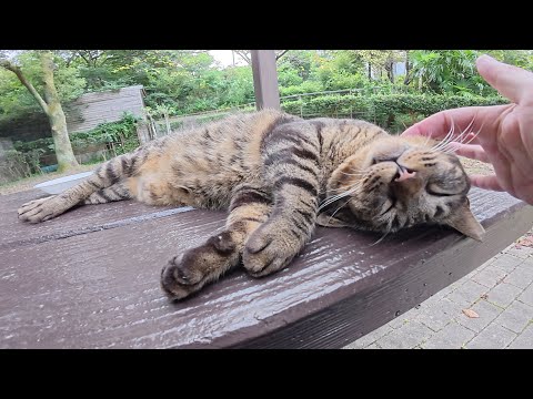 テーブルで寝ていた猫ちゃん、人間の存在に気付くとますます無防備になる(YouTube)