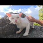 岩の上にピョンと飛びのってナデナデを要求してくる白猫ちゃん(YouTube)