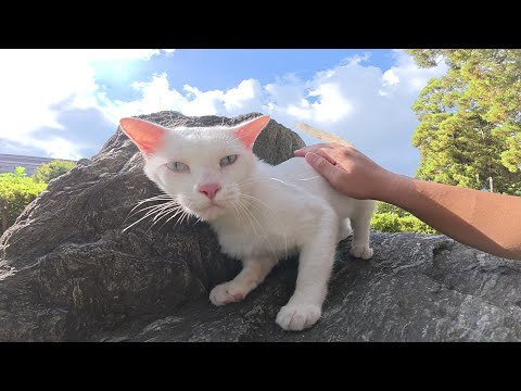 岩の上にピョンと飛びのってナデナデを要求してくる白猫ちゃん(YouTube)