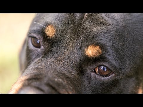 怪獣と散歩(YouTube)