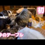 初！ですがもうないです  夜中のテーブル   2025 09 24 1(YouTube)