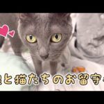 娘と猫たちでお留守番の日！(YouTube)