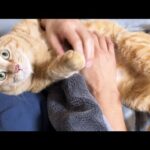 飼い主に甘えに来た猫だけど妹や弟猫を先に譲ってあげる優しさに感動しました(YouTube)
