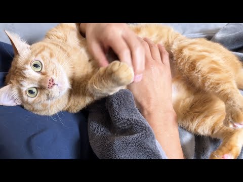 飼い主に甘えに来た猫だけど妹や弟猫を先に譲ってあげる優しさに感動しました(YouTube)