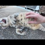 ベロを出して寝転がる老猫ちゃんのお腹をモフる(YouTube)
