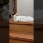 二重セキュリティ(YouTube)