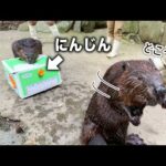 大好きなエサをダンボールの穴からちょっとだけ出した時の反応は…？【ビーバー】(YouTube)