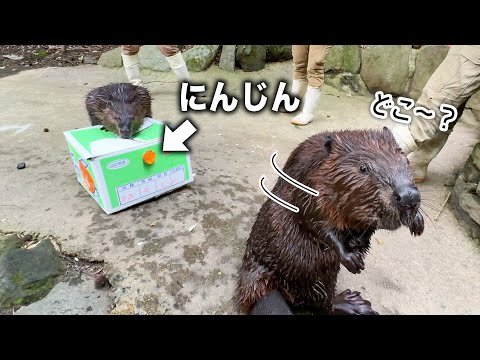 大好きなエサをダンボールの穴からちょっとだけ出した時の反応は…？【ビーバー】(YouTube)