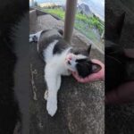 階段で邪魔にならないように寝るハチワレ猫ちゃん #猫 #cat #ねこ(YouTube)