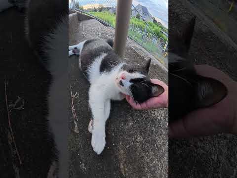 階段で邪魔にならないように寝るハチワレ猫ちゃん #猫 #cat #ねこ(YouTube)