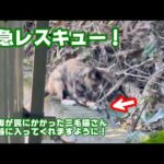 緊急レスキュー！  右前脚が罠にかかった三毛猫サン捕獲器に入ってくれますように   2025 09 16 2(YouTube)