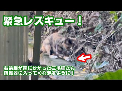 緊急レスキュー！  右前脚が罠にかかった三毛猫サン捕獲器に入ってくれますように   2025 09 16 2(YouTube)