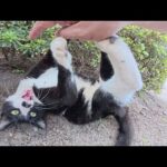 ハチワレ猫のでっぷりとしたお腹を触ろうとしたら…(YouTube)