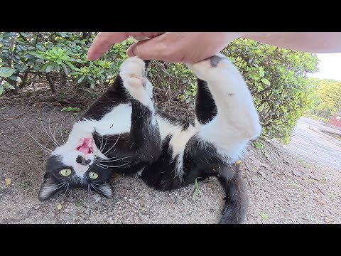 ハチワレ猫のでっぷりとしたお腹を触ろうとしたら…(YouTube)