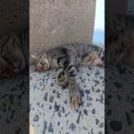 上機嫌なキジトラ猫が前脚をフミフミする #猫 #cat #ねこ(YouTube)