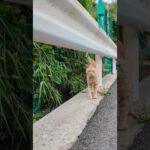 崖っぷちの猫の集会に行ってきた(YouTube)