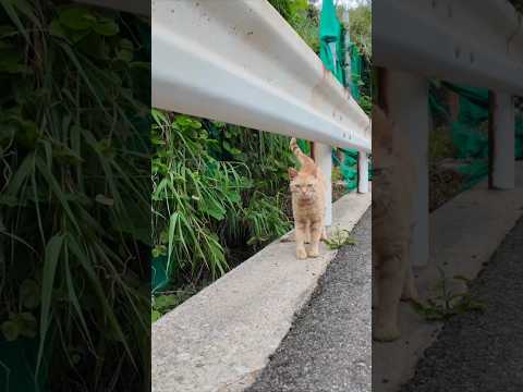 崖っぷちの猫の集会に行ってきた(YouTube)