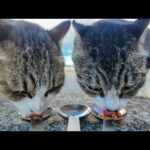 岸壁で仲良し猫コンビがすり寄ってきて超かわいい(YouTube)