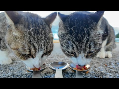 岸壁で仲良し猫コンビがすり寄ってきて超かわいい(YouTube)