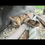 海辺の神社に行ったら、キジトラ猫が賽銭箱の裏で爆睡していた(YouTube)