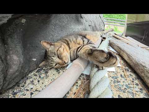 海辺の神社に行ったら、キジトラ猫が賽銭箱の裏で爆睡していた(YouTube)